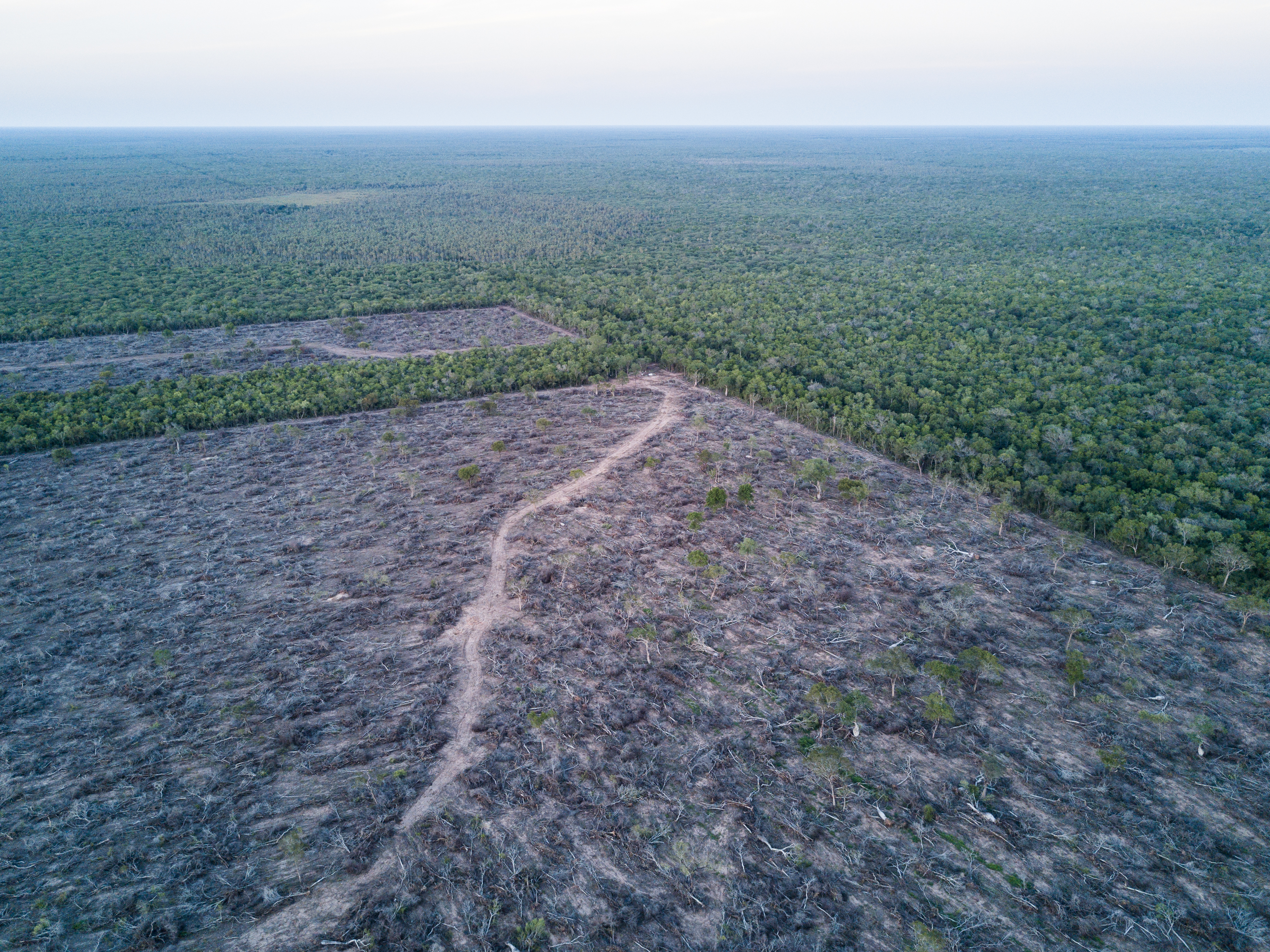 Open letter Paraguay must halt invasions deforestation of