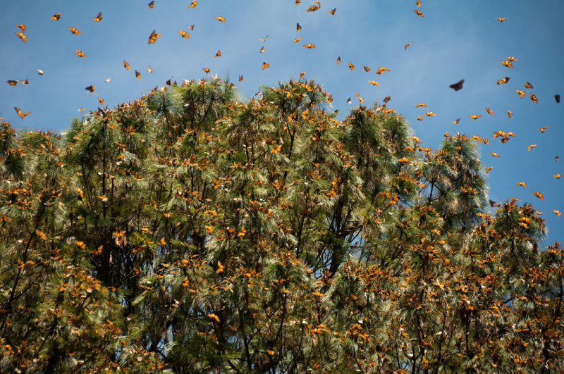 monarch butterfly forest mexico