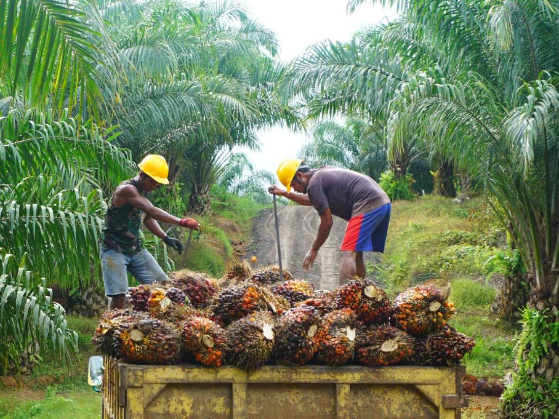 Sustainable Palm Oil