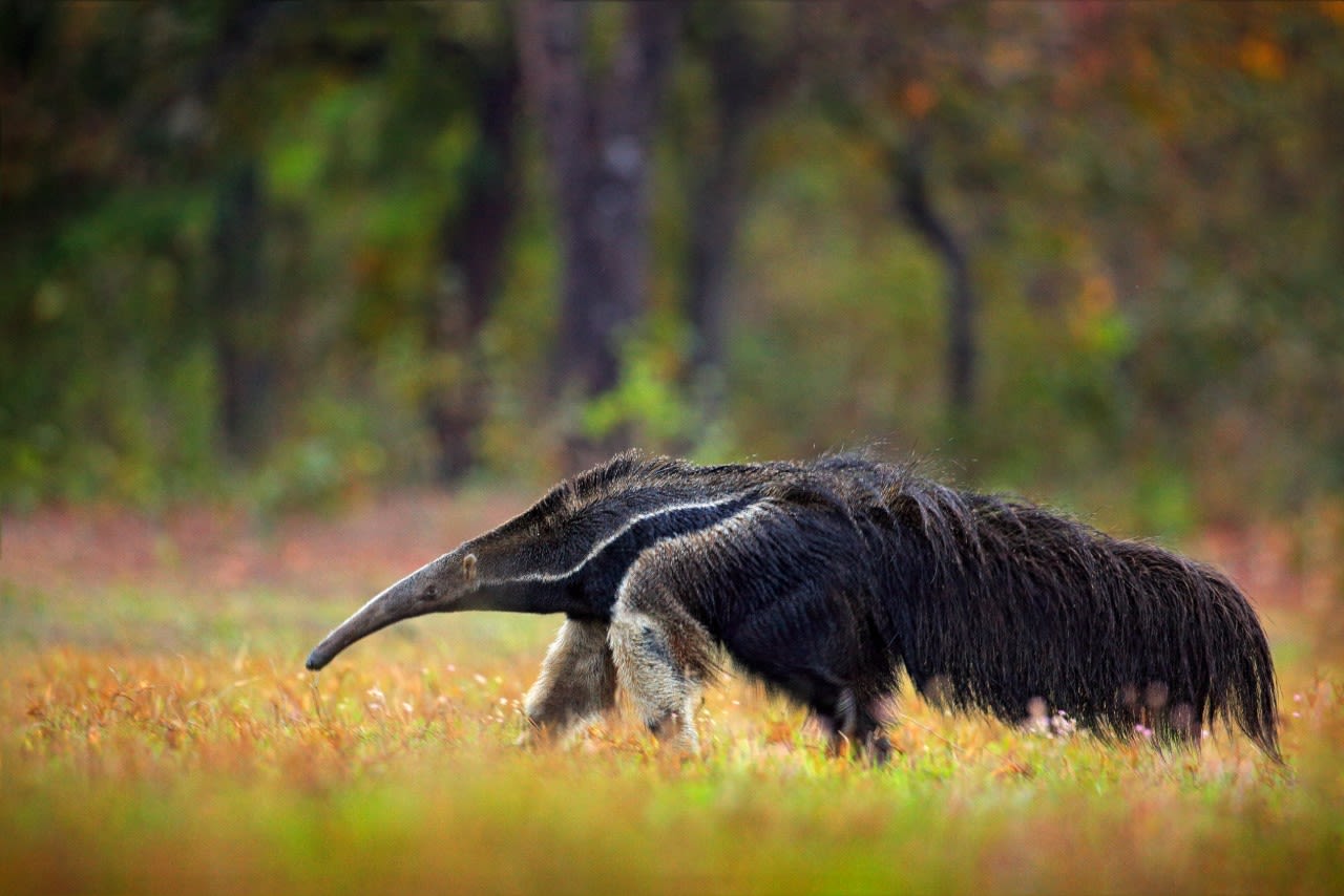 iPhone 13 Anteater T-Pose Tamandua Case